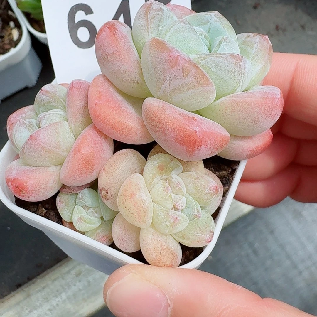 开播福利
