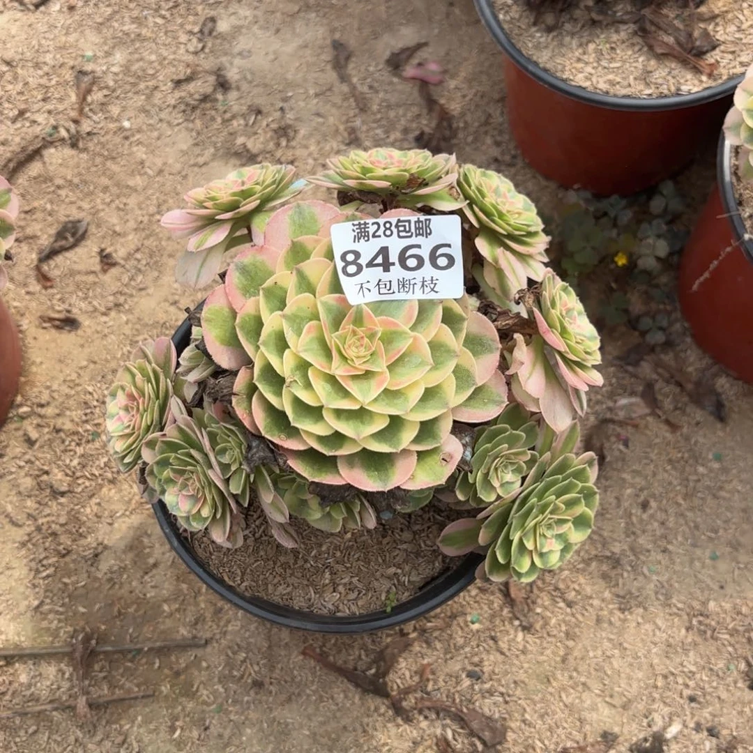 S. 8466荔枝多肉，bacede