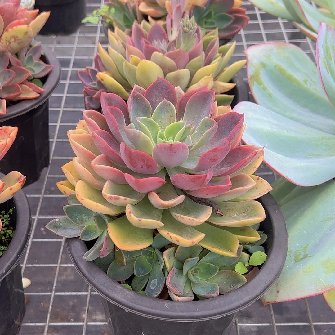 紫气东来琼斯大单头带崽