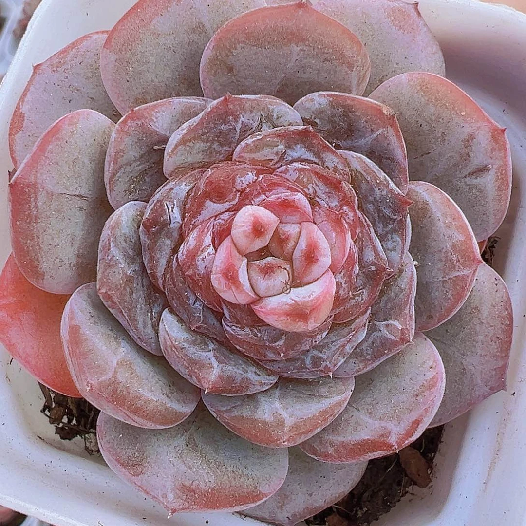 紫烟19包邮多肉植物