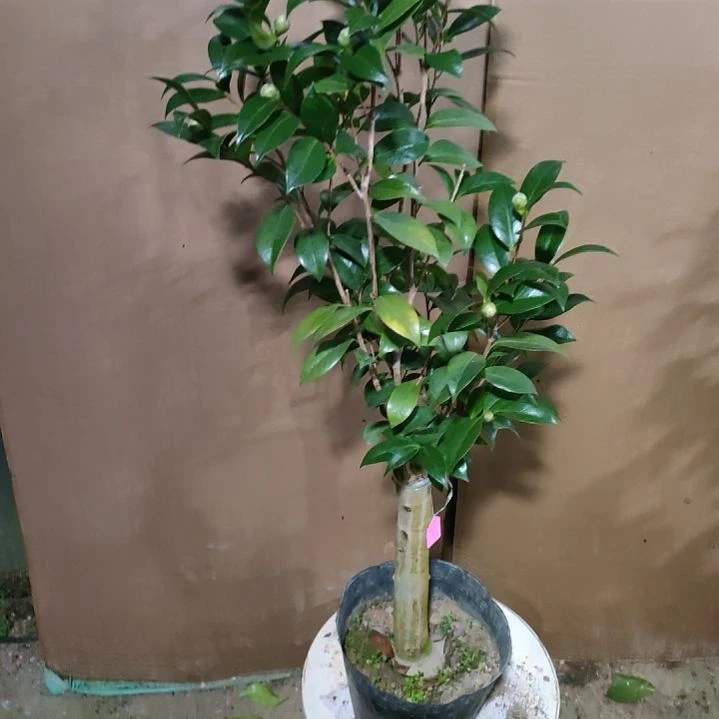 972红喜糖，原盆原土发货，不包邮