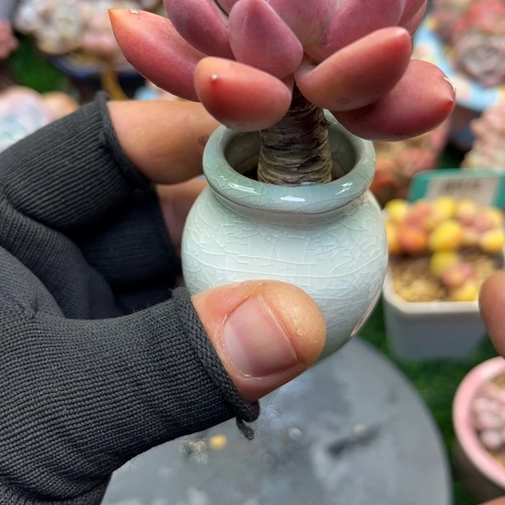 带土带盆，一物一拍