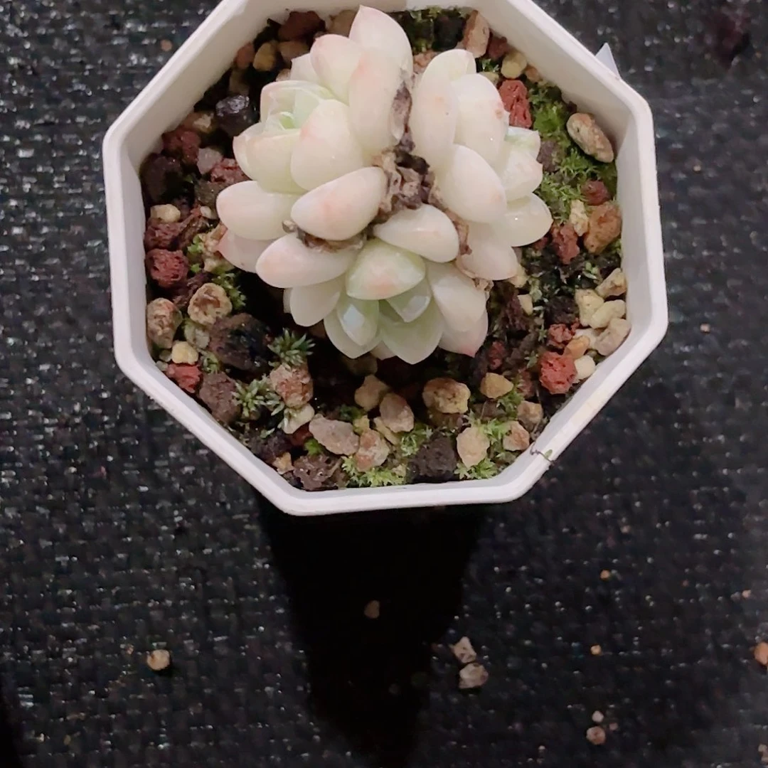 P****?096点热度热度热度热度人的人