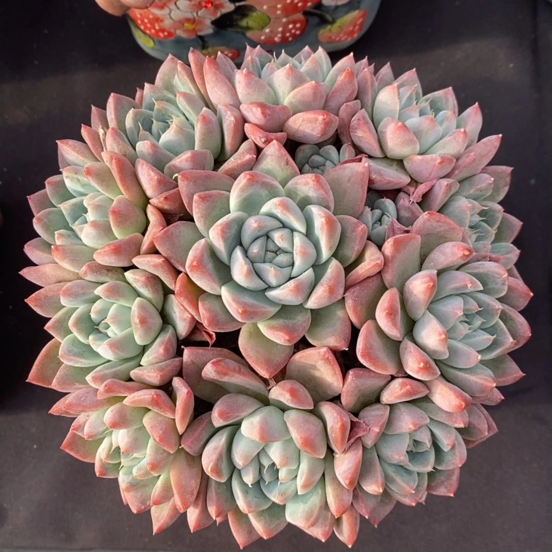 阿尔巴佳人 一物一拍