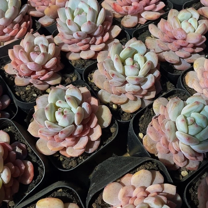 玉芙蓉2.8带盆土发