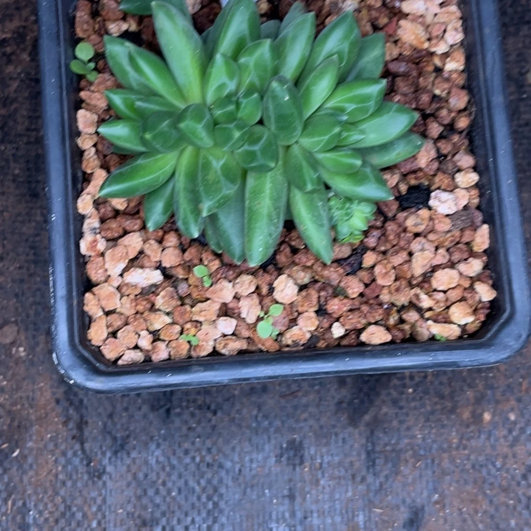 领航员多肉植物633
