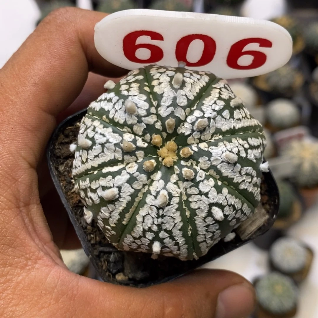 606福利特价咯超兜
