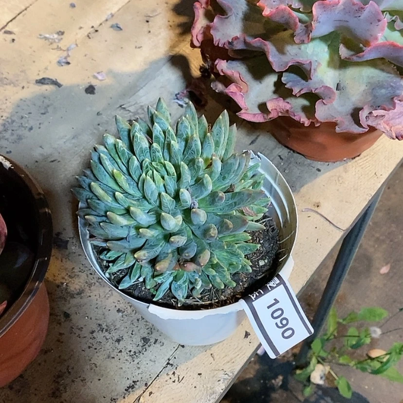 【闪购商品】炫彩星1090