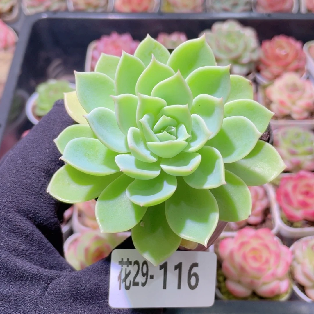 花利美29-116三色堇