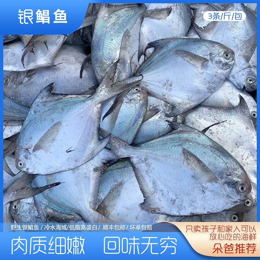 银鲳鱼 野生海捕 4条/斤 共4斤 日照朵爸