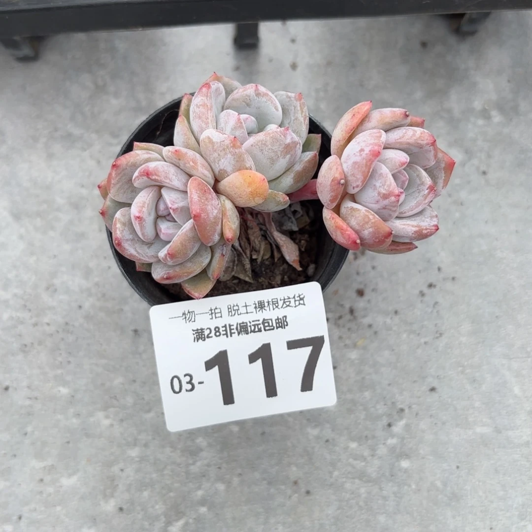 星影群多肉多肉多肉