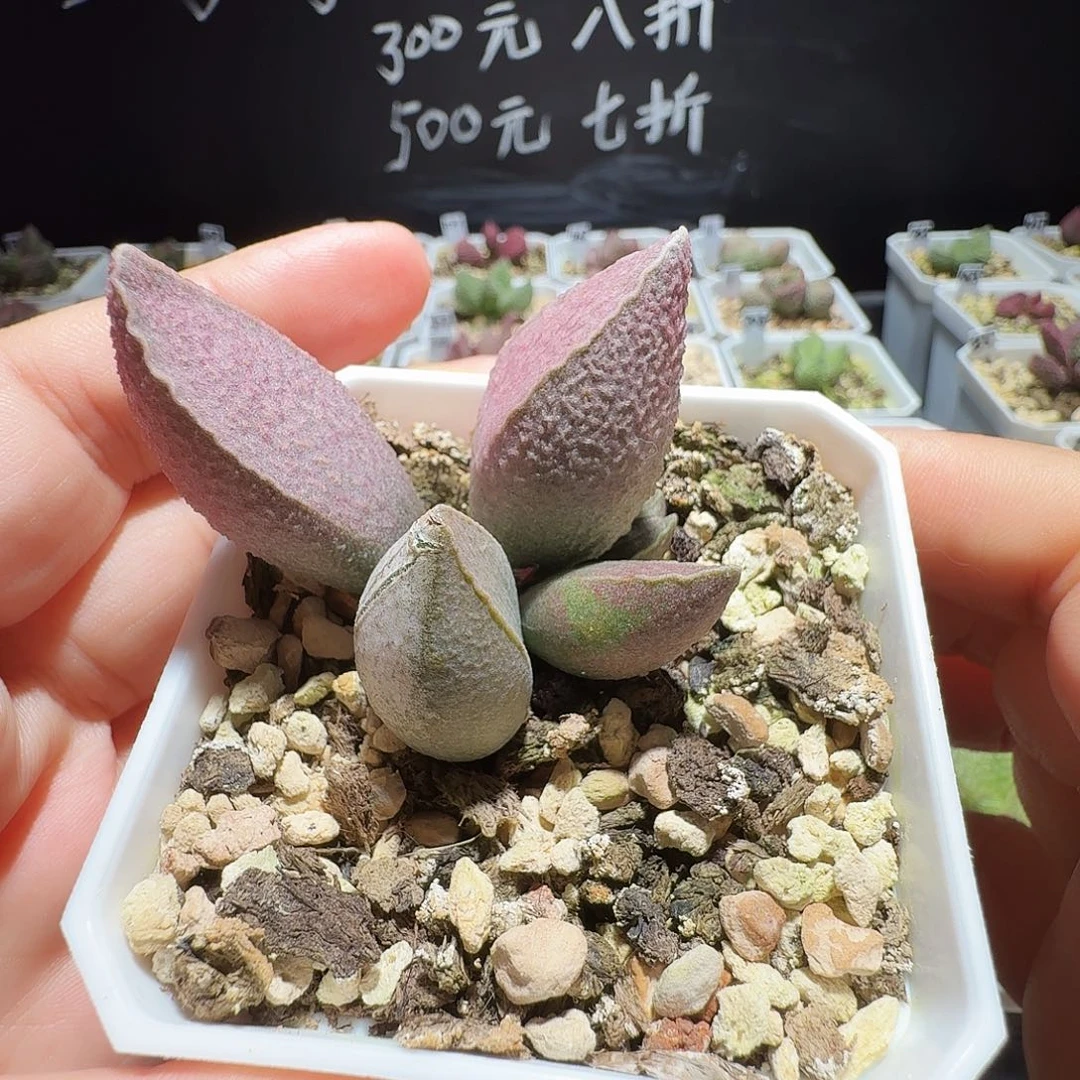 粉红小猪生水泡，带盆发货，满38包邮