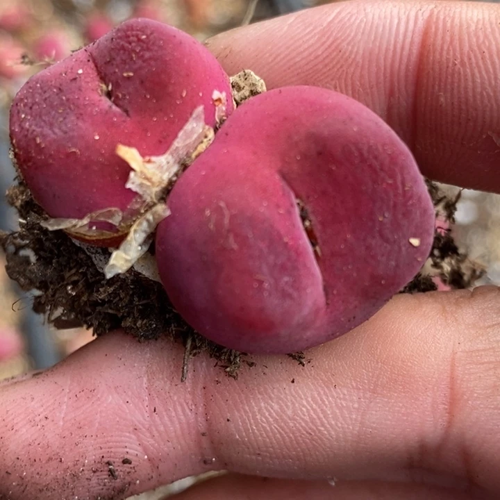 439一颗一颗一颗