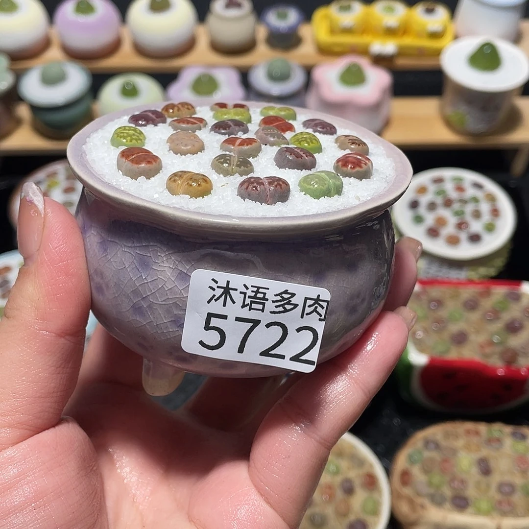 带盆土植物 一物一拍5722