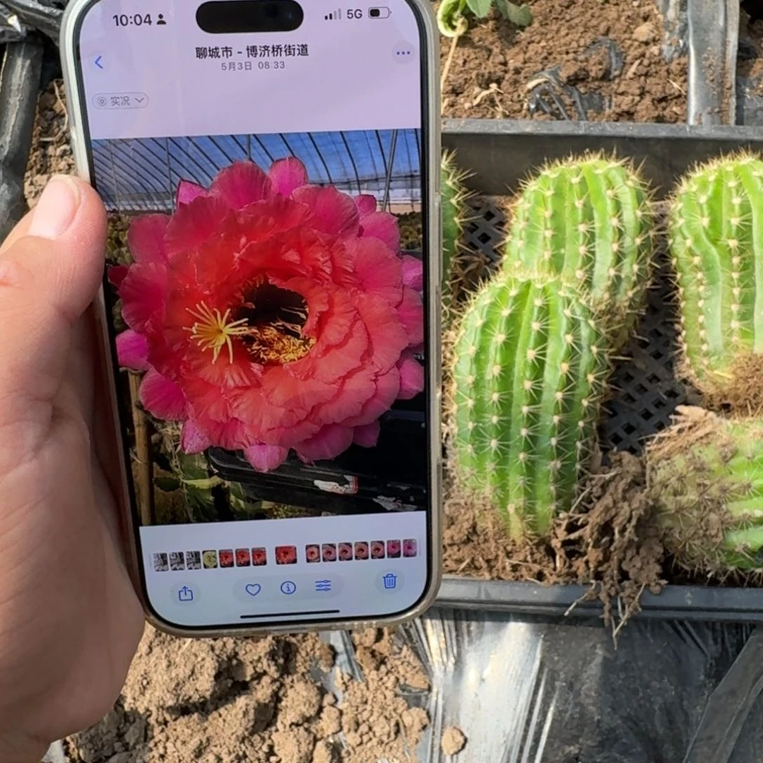 222毛100根脱土发货10公分左右斑