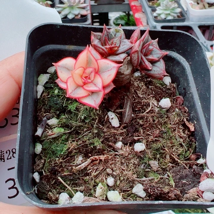 麒麟座锦多肉植物382