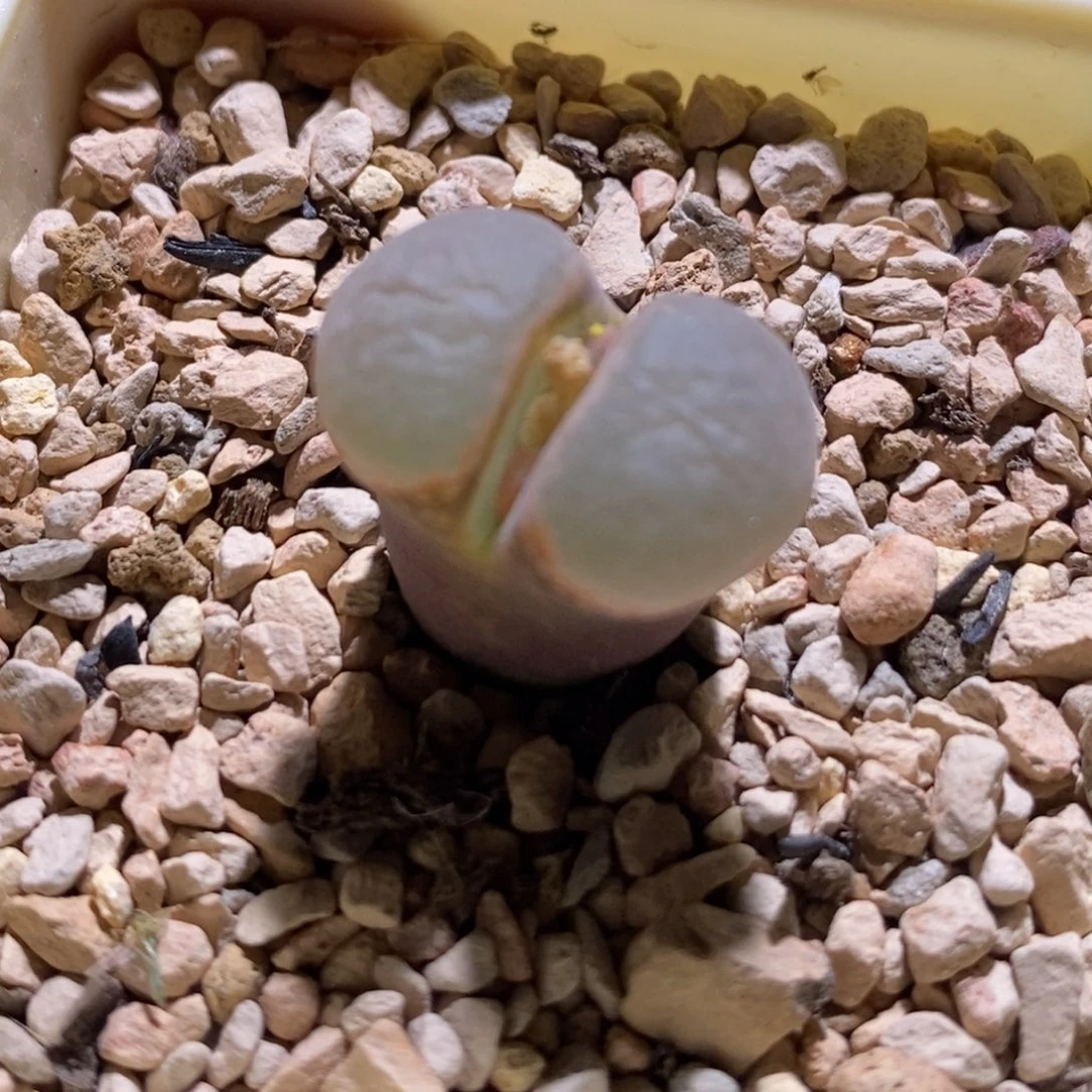 好看的帕法德一颗