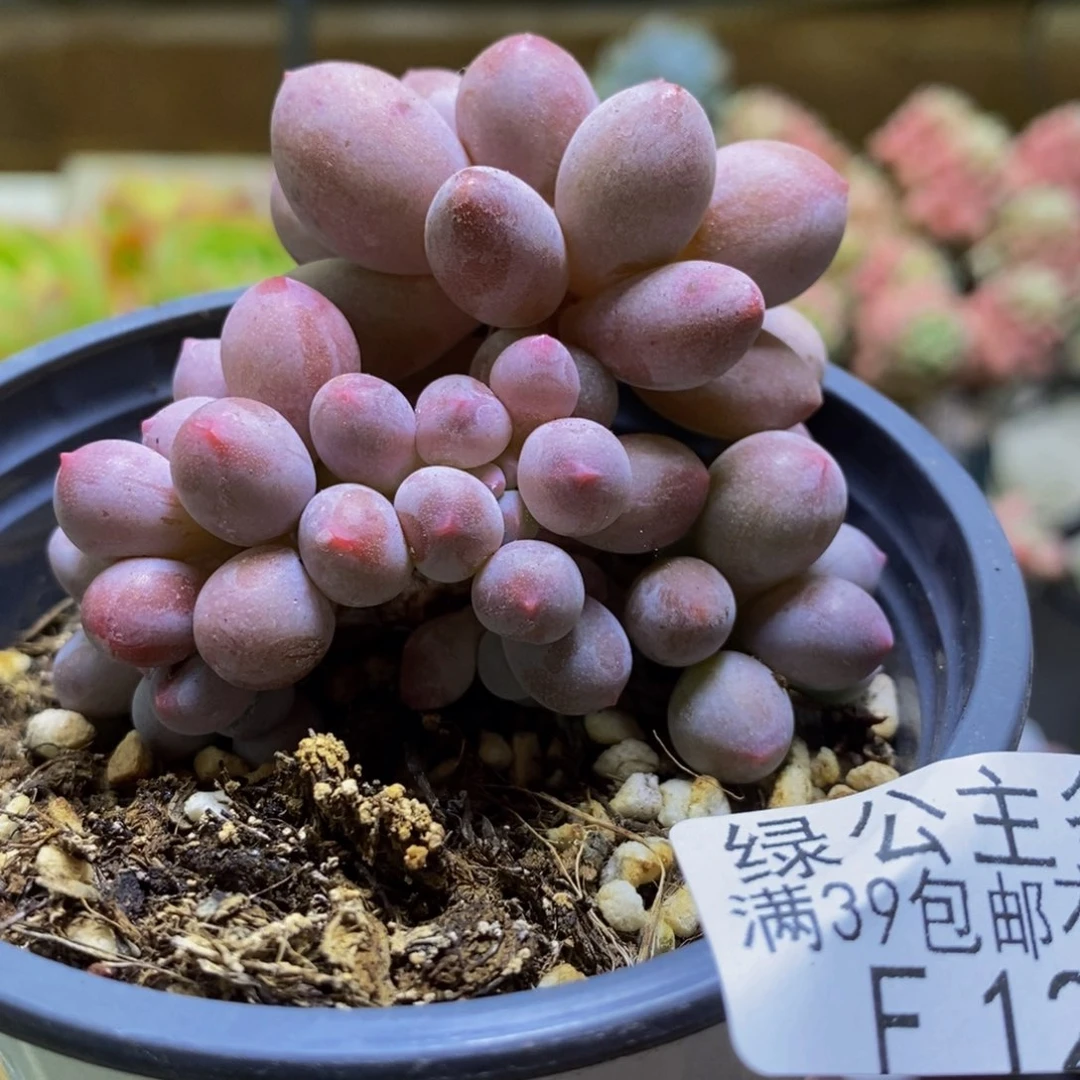 129香水手指6cm多肉