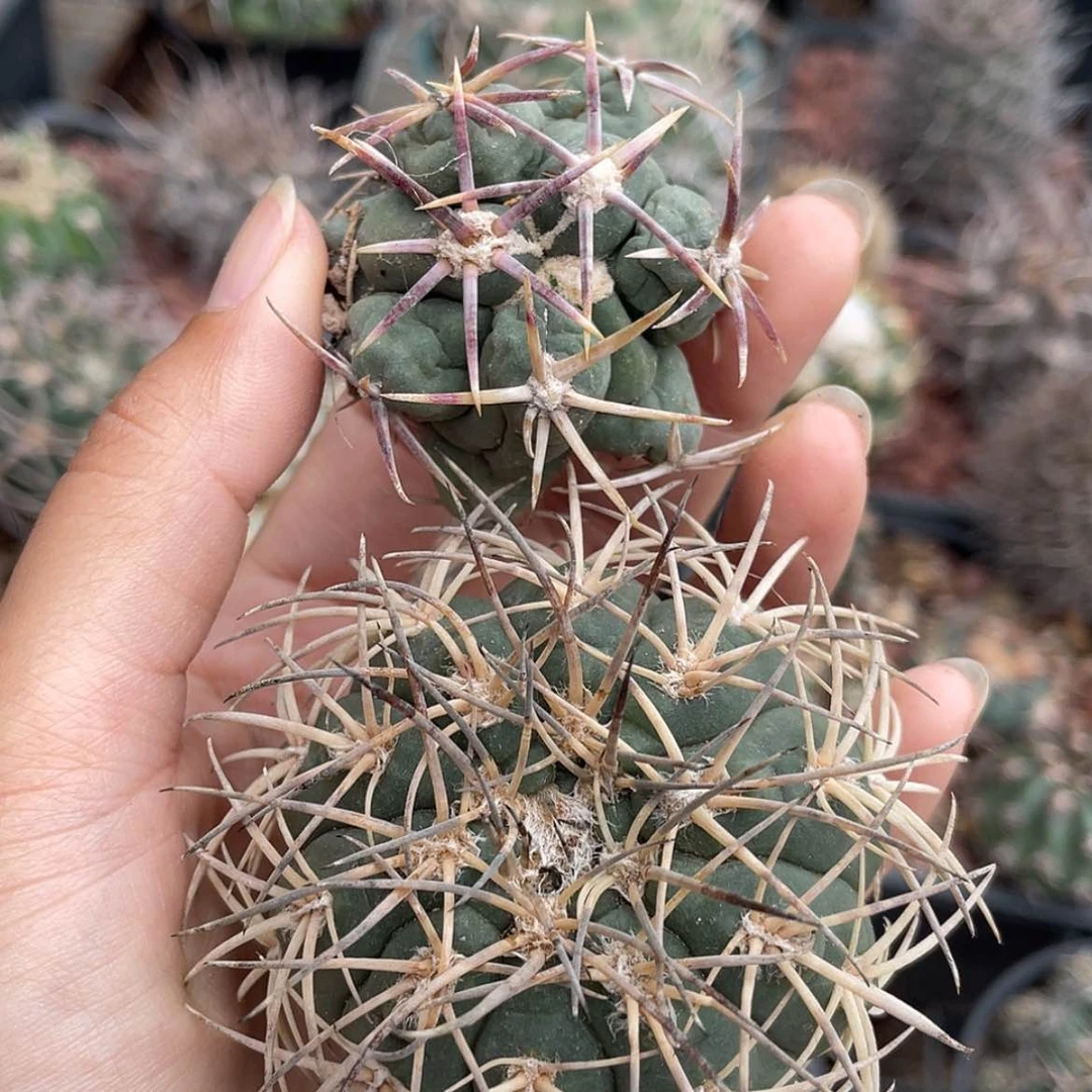 【闪购商品】组合有根666666