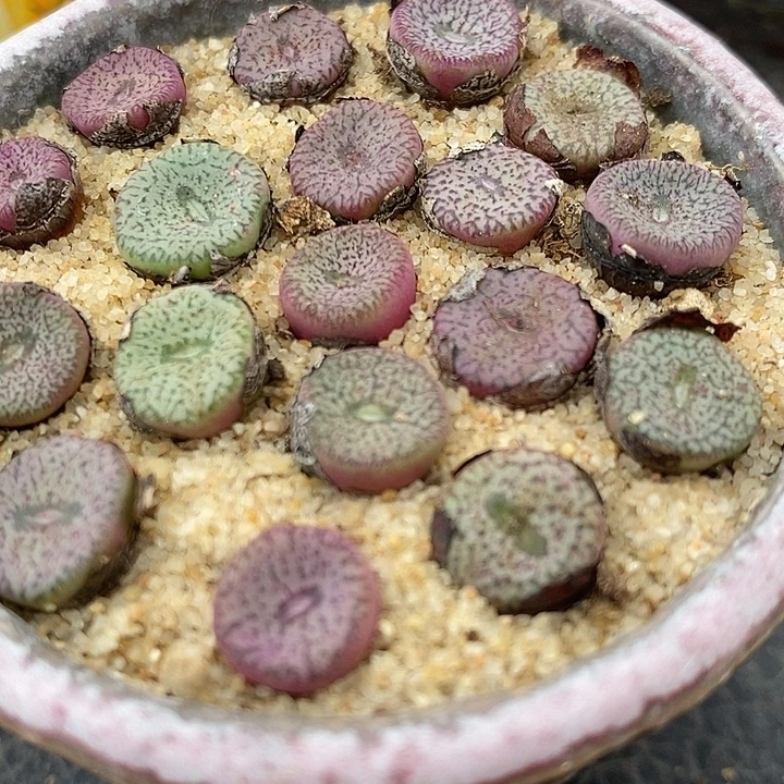 密纹安贞一颗买2送1。