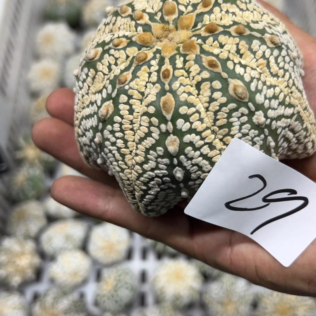浪***石29 多肉植物仙人球
