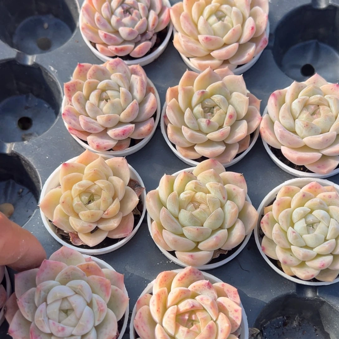 白桃汽水到手2颗量拍多肉满18元包邮明天发货