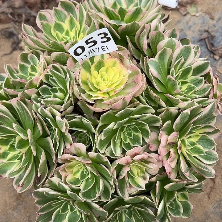 11.7-53海仙多肉植物1