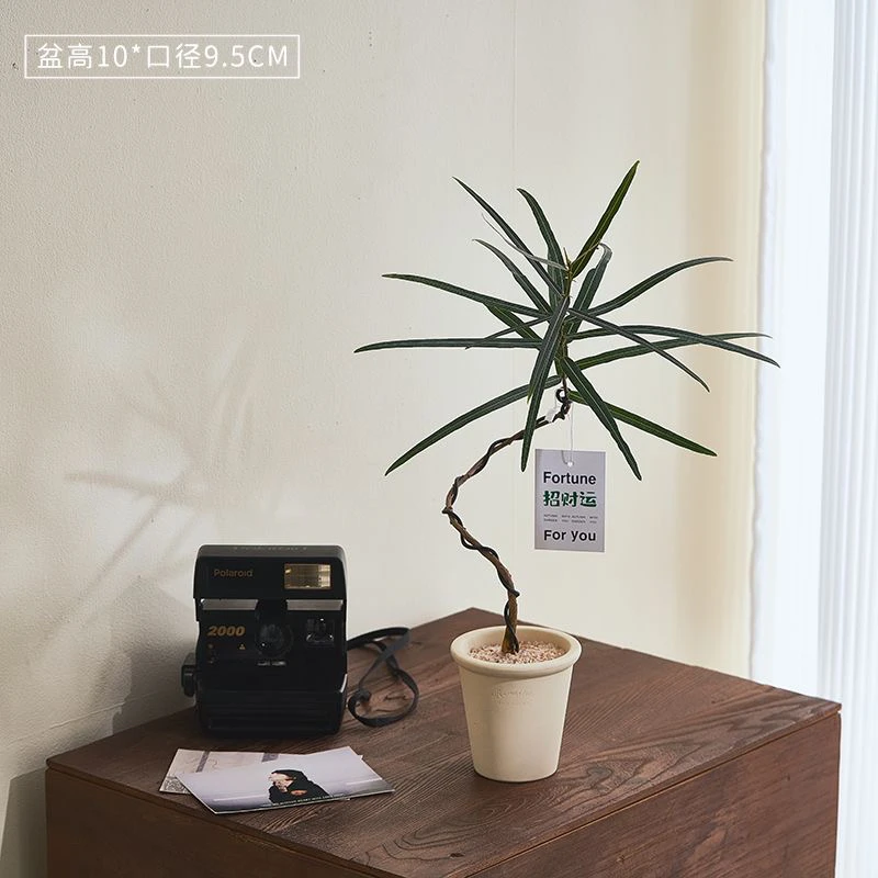 造型昆士兰瓶树室内植物好养耐阴绿植桌面盆栽办公室客厅懒人高档