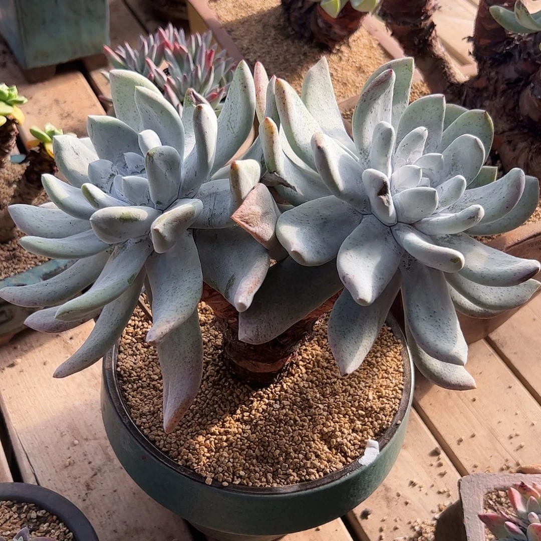 4035特大脸拇指仙女杯