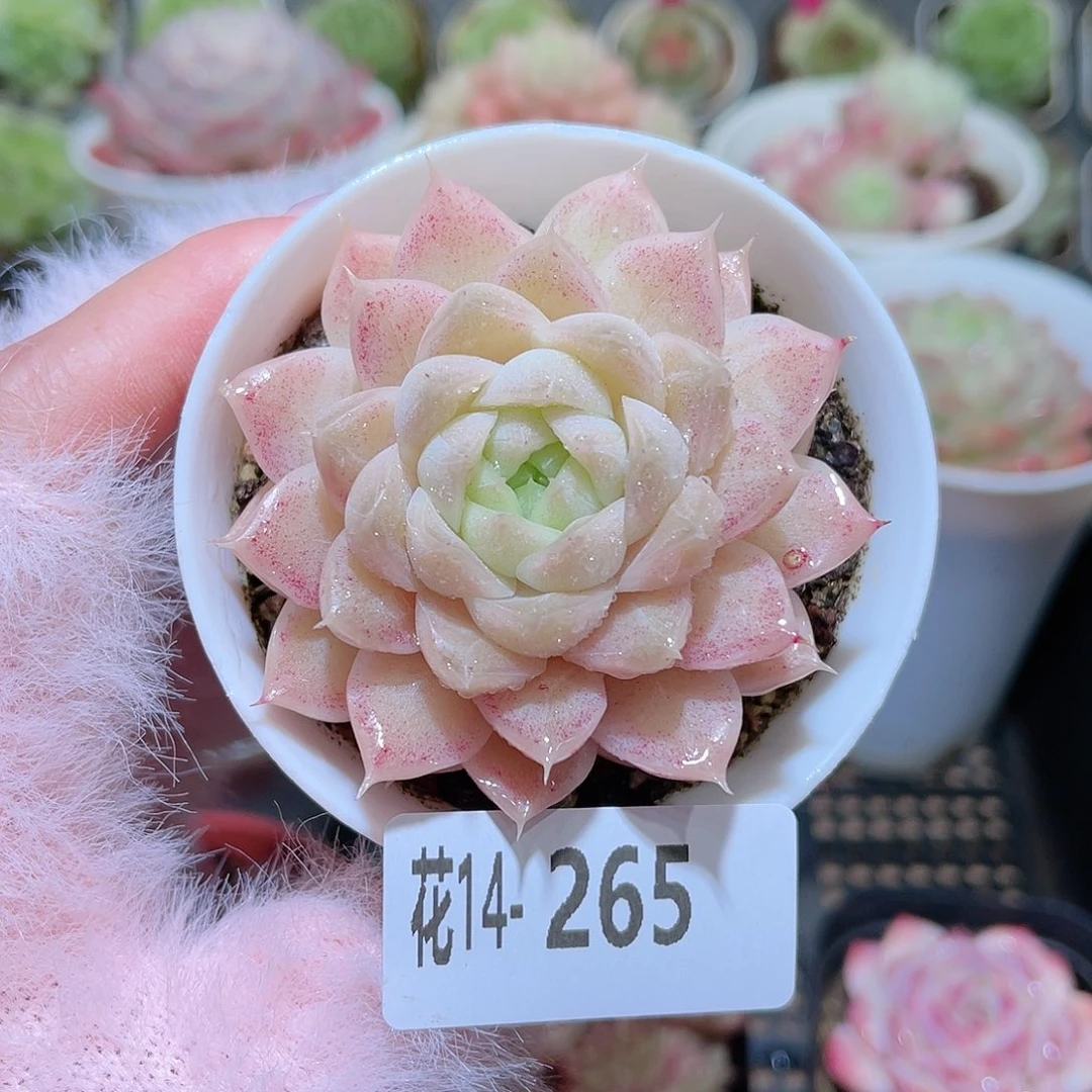 花利美14-265麦秆