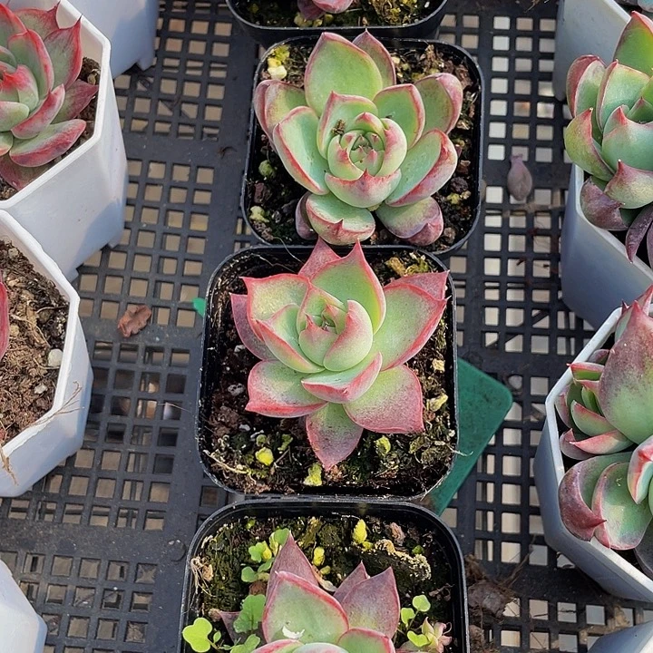 6.5方惊鸿带盆土发货