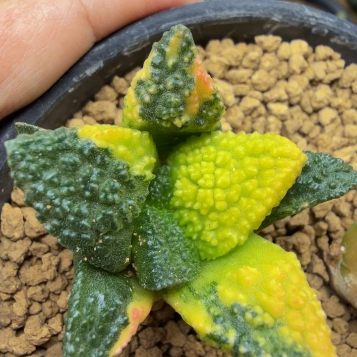 早期收的巴索的超级哥斯拉锦