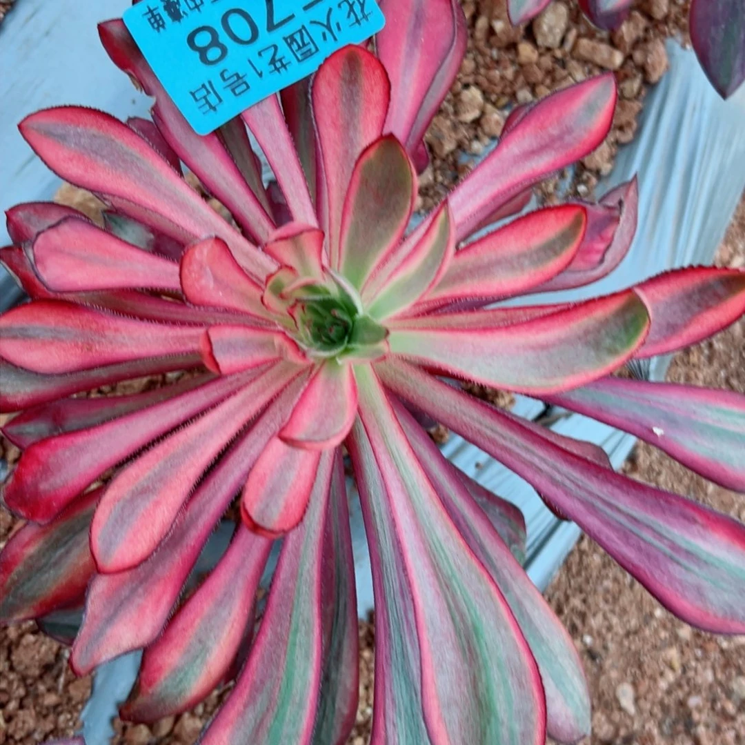 巫毒火凤 5708多肉植物