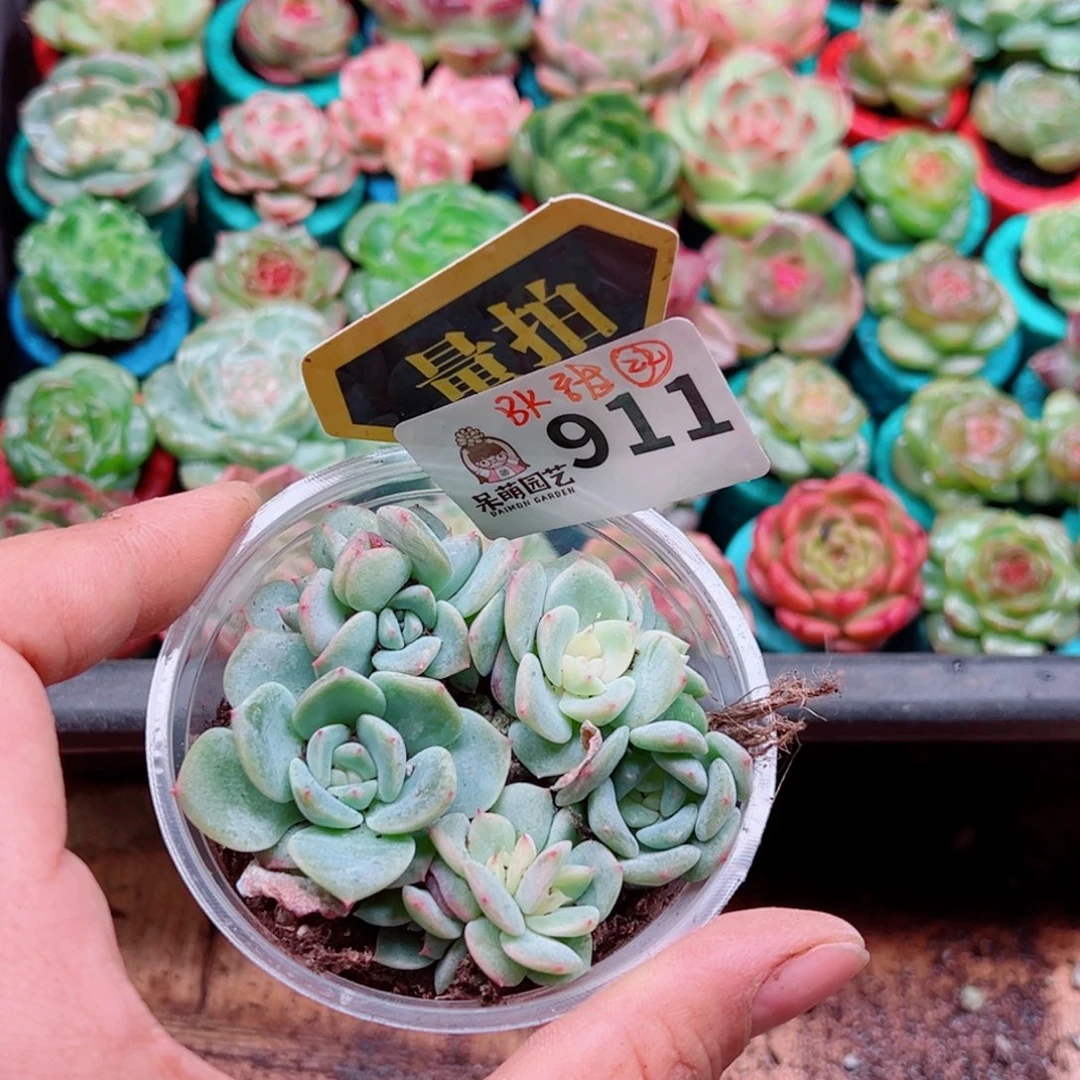 多肉植物多肉植物