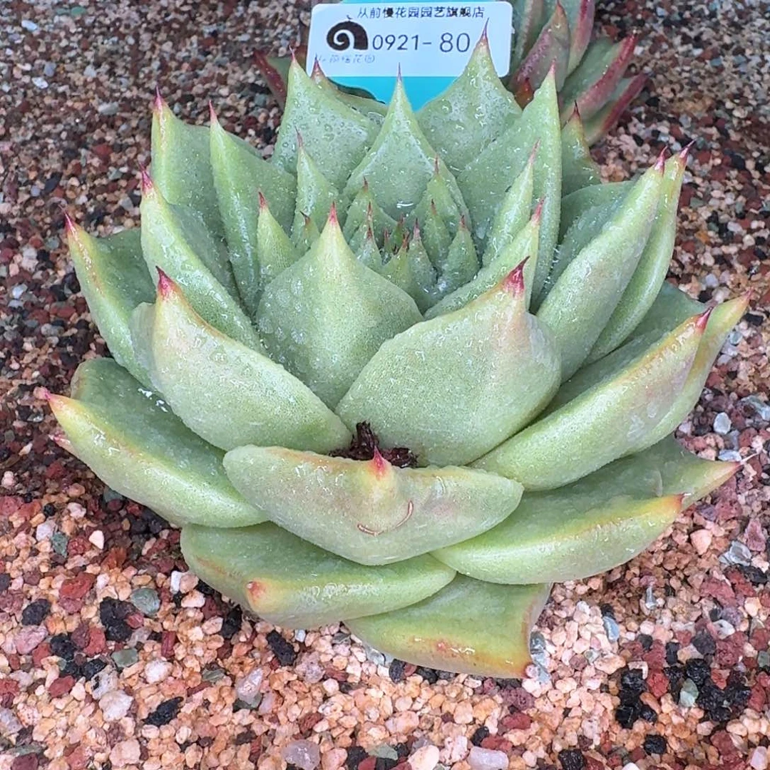 从前慢多肉精选编号0921.80