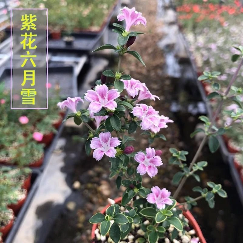 带花苞红花六月雪金边紫花盆景室内易开花微型小盆栽桌面绿植花卉