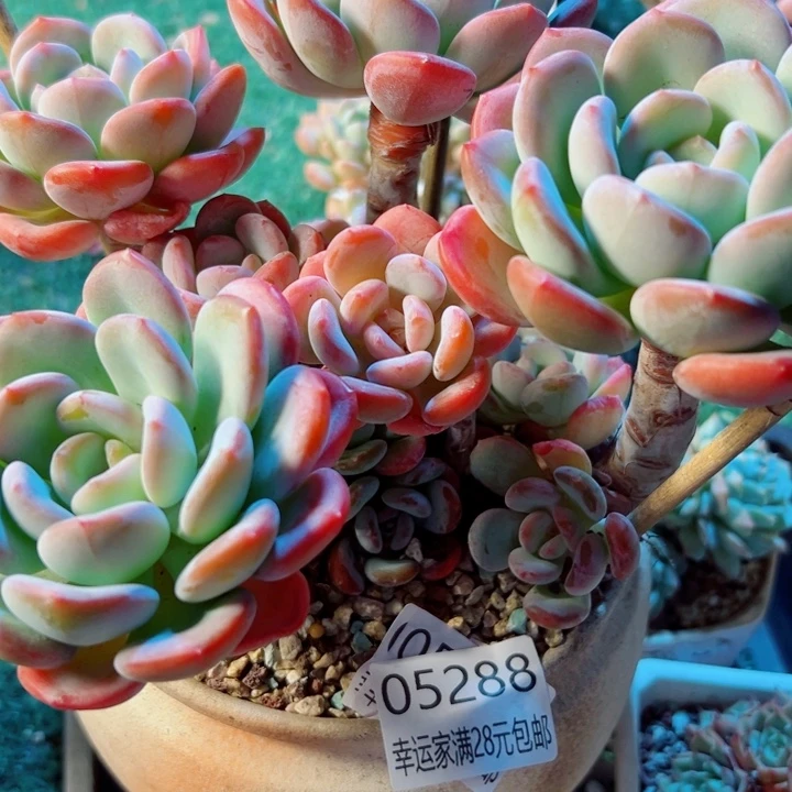 幸运的是我还没遇到你