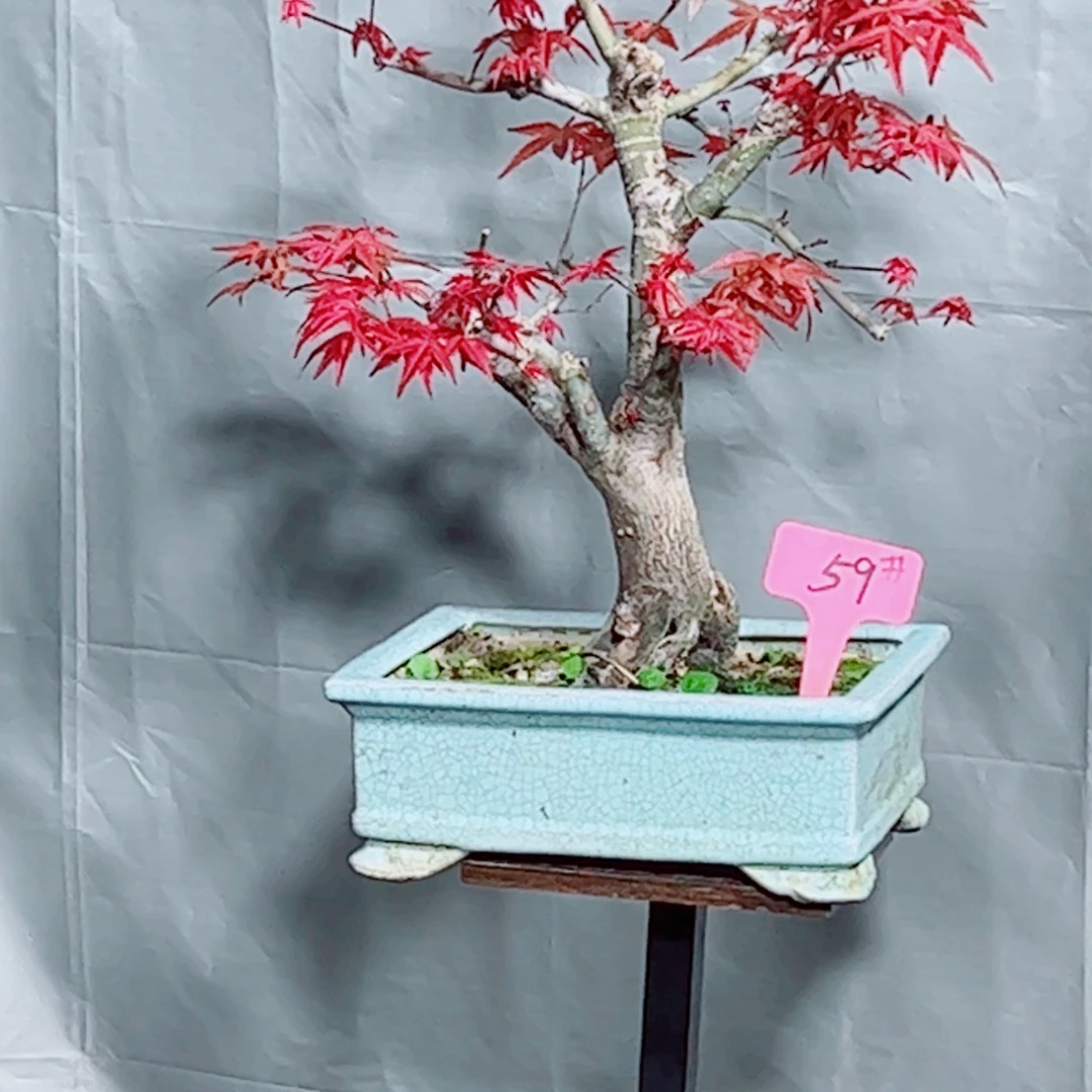 晨***·无花朵枫树……枫树