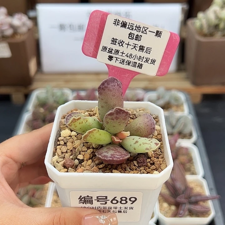 689库博多肉植物