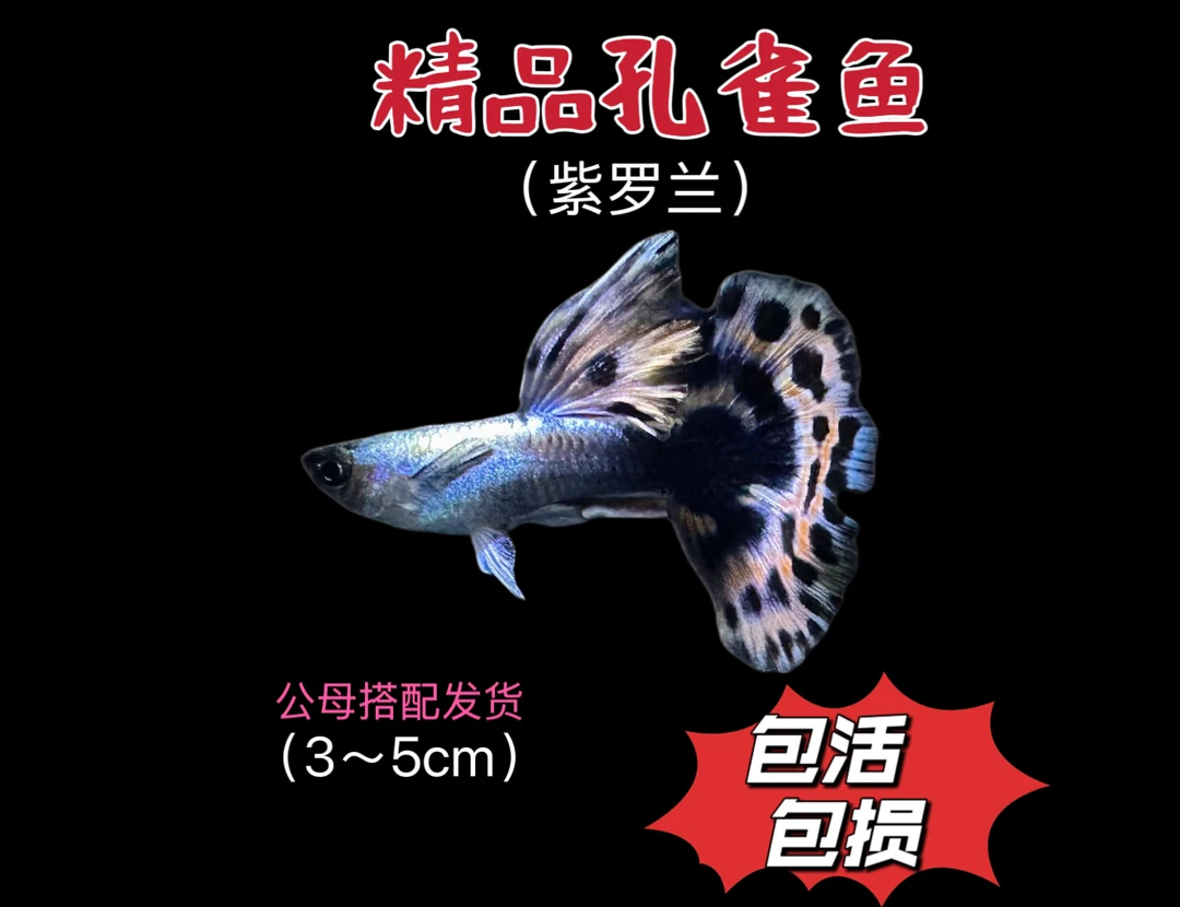 精品紫罗兰小型耐活桌面紫罗兰孔雀鱼观赏鱼大尾