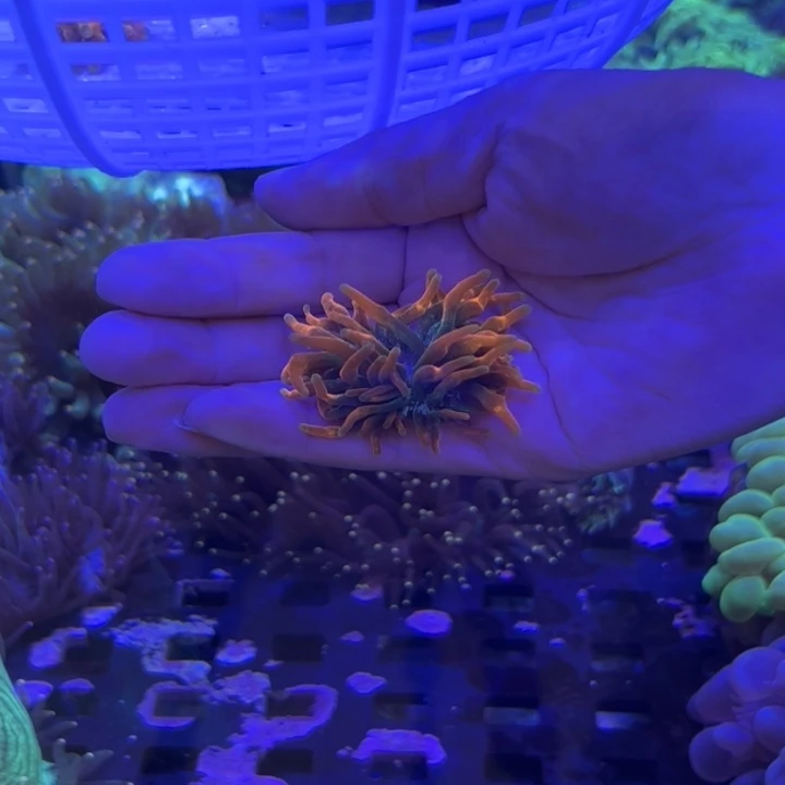 奶嘴海葵红奶嘴 开起来5cm+