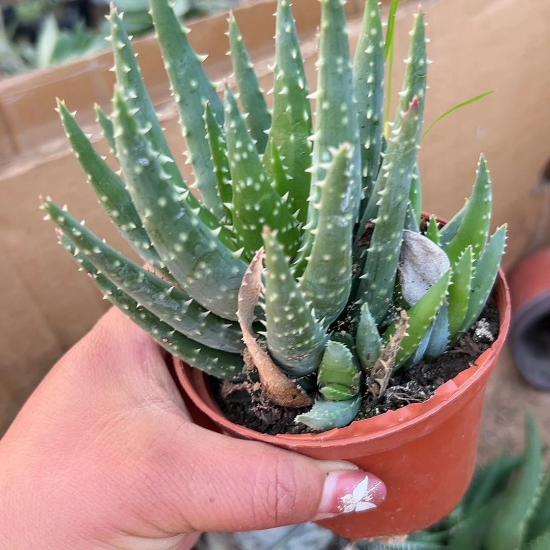 多肉植物多肉植物