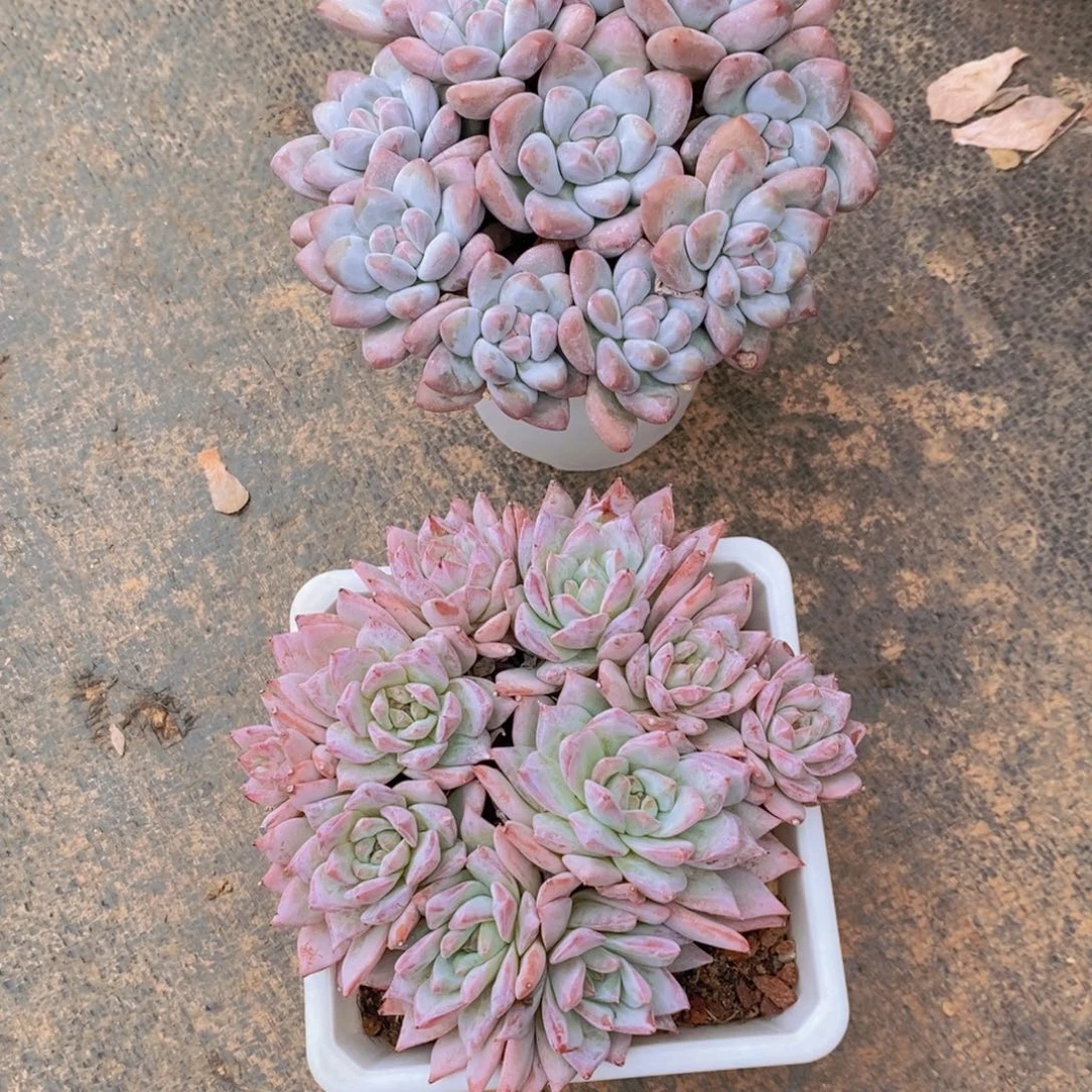 史***香多肉植物 一物一拍
