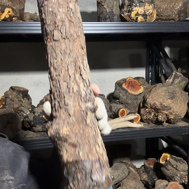 调***猫香榧木火琉璃的故事是一个人