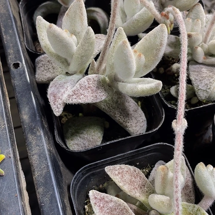 小白兔2.8带盆土