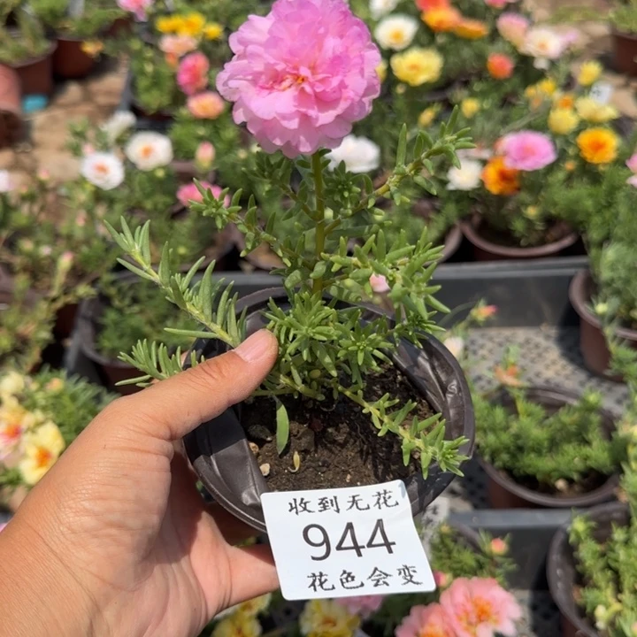 全部花朵944超小苗盆口10cm