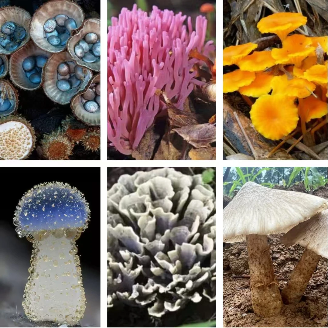 【兰芷精选】山菌菇干2【替代链接】私拍无