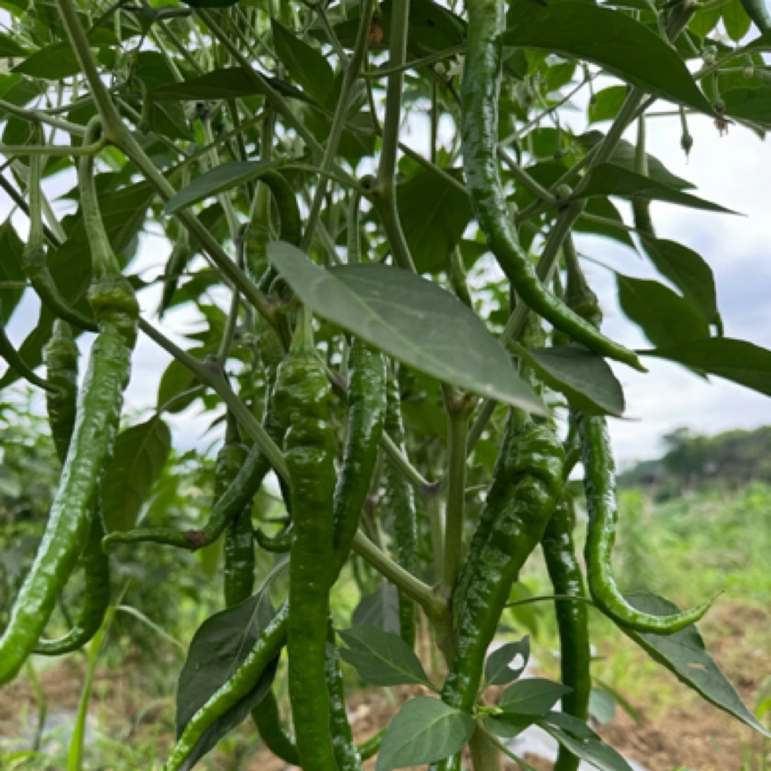 【湘西农家辣椒】高山露天 现摘现发 本地辣椒老品种新鲜香辣螺丝椒