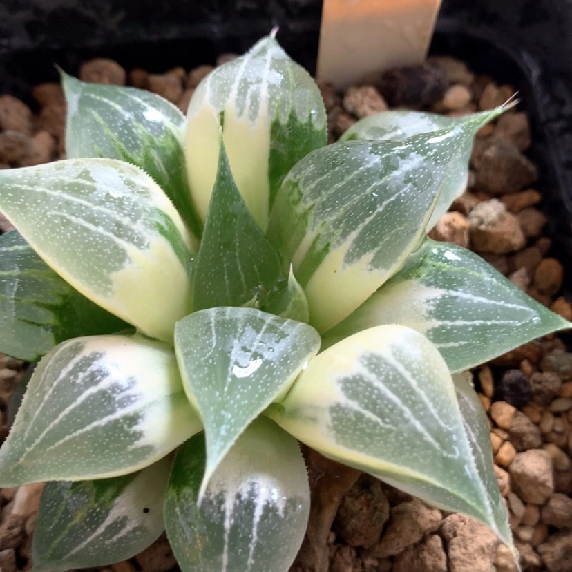 【闪购商品】245号