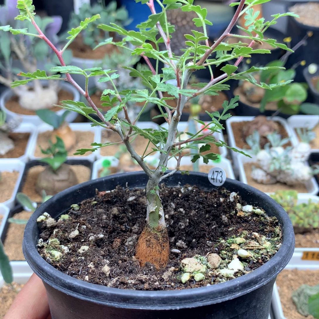 R*y473号漆树带盆多肉